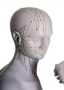 Acupuncture Models