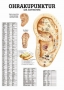 Ear Acupuncture mini-poster in English & German, laminated, 1 pc
