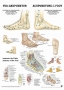 Foot Acupuncture mini-poster in English & German, 1 pc