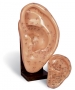 Large Ear Model 22 cm with points 1 pc