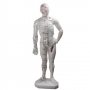 Male body model 26 cm with points 1pc