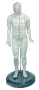 Male body model 50 cm with points 1pc